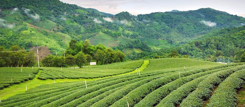 Sikkim and Darjeeling Tour